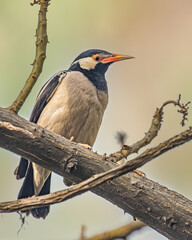 Pied Starling on a tree
