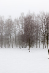 Fototapeta na wymiar winter weather in the park or forest