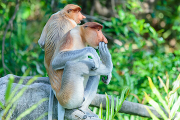 Fototapeta premium The proboscis monkey (Nasalis larvatus) or long-nosed monkey is a reddish-brown arboreal Old World monkey with an unusually large nose. It is endemic to the southeast Asian island of Borneo.