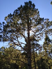 Obraz premium trees in the forest