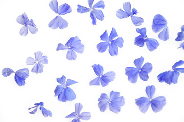 Petal of blue flowers on white background