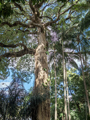 Rainforest tropical Townsville Australia 