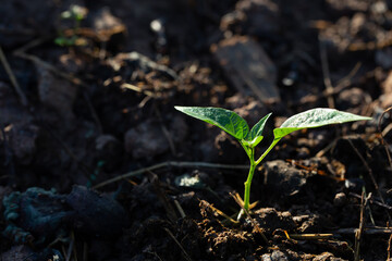 Close up of chilli pepper tree growth from seed in soil. Selective focus	