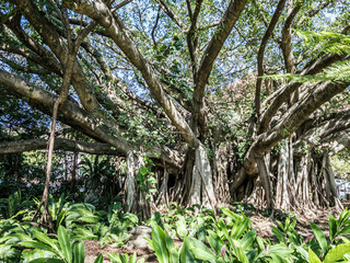 tree in the forest Townsville Australia rainforest 