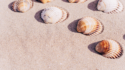 Fototapeta na wymiar Shells isolated with seashells, starfishes on sand ocean beach background. Vacation backdrop with space for the text.