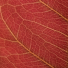 Naklejka na ściany i meble macro of red leaf texture background