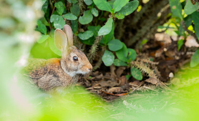 Naklejka na ściany i meble Rabbit in a bush with a wide eyed look