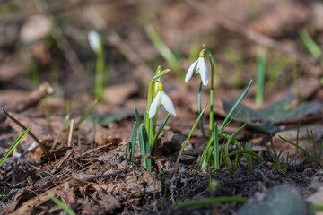Beautiful first spring flower, close up. Spring snowdrops rising out from the white snow