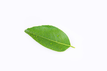Fototapeta na wymiar Lemon leaf isolated on white background, fresh green leaf.