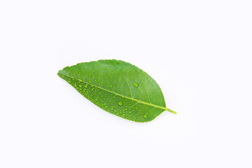 Lemon leaf isolated on white background, fresh green leaf.