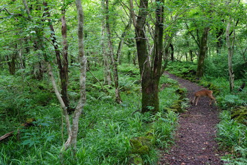a fascinating path through a spring forest