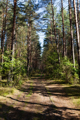 mixed forest in the autumn season