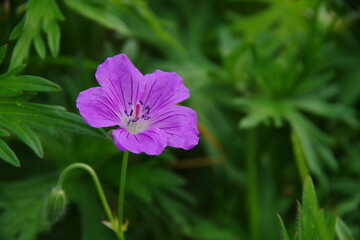 一輪の紫色のゼラニウムの花。