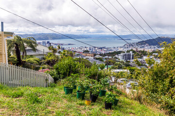 Small community garden in Brooklyn, Wellington, New Zealand