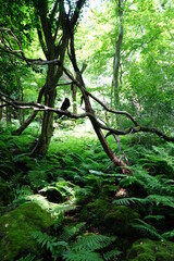 a refreshing spring forest in the sunlight