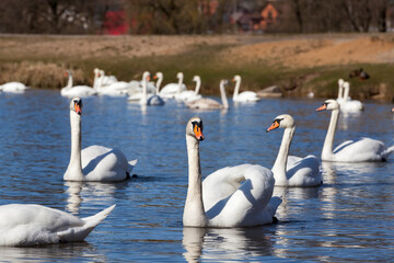 beautiful waterfowl group Swan bird on the lake in spring