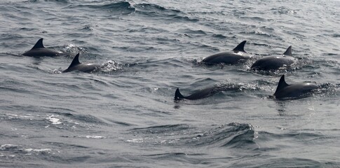 Fototapeta premium Dolphins' Formation