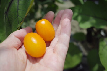 自然の恵み新鮮野菜を収穫