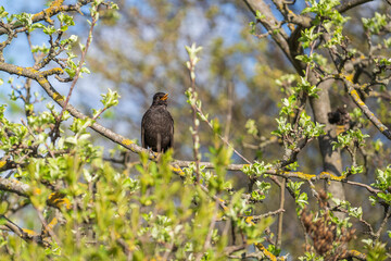 Common European Starling Bird or Sturnus vulgaris perched on branch of in a tree during spring time