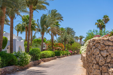 Empty road with colorful flowers on the street of Egypt in Sharm El Sheikh