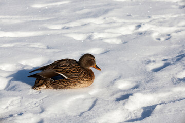 ducks sit in the snow in the winter season, cold frosty weather