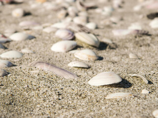 Many shells in the sand on the beach