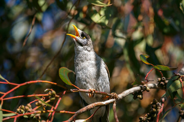 Australian Noisy Miner bird chirping while perched on a tree, in Adelaide; South Australia