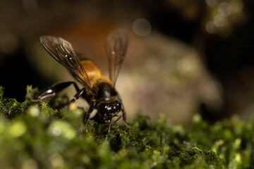 The royal bee drinking water from nature resource with space to the right.