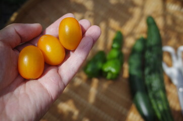 健康志向で美味しい新鮮野菜を収穫しよう
