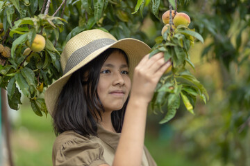 Mexican girl picking peaches from a tree