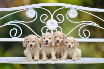 Cute American cocker spaniel puppies in the outdoor garden.Happy young pups.Many purebred pet...