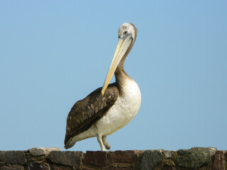  Pelican portrait on a flat surface made of rocks