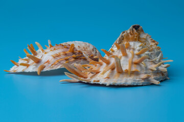strange seashells isolated on blue background