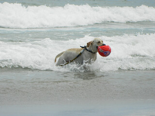 Dog playing on the beach with red ball