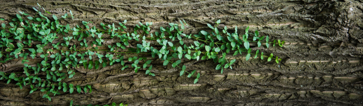 Wallpaper. Green stems stretch along the trunk of the tree. Natural background. Tree bark and climbing plant