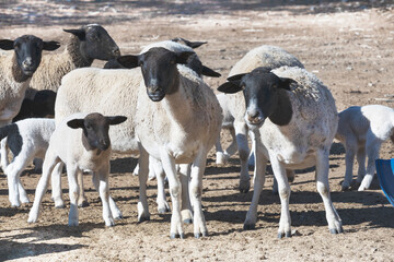 Flock of white Doper sheep with black heads