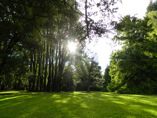 Path with trees and warm rays of sunset