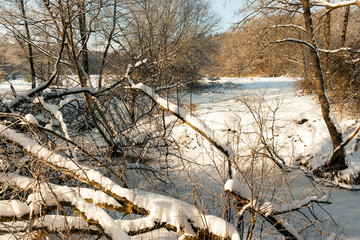 snow and ice covered trees