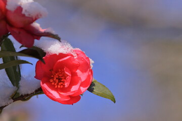 Snow and camellia, 雪とツバキ