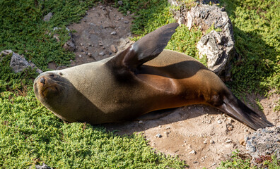 A fur Seal sunning itself on Kangaroo Island South Australia on May 8th 2021