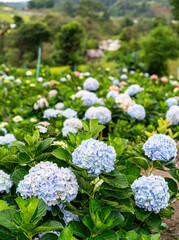 Blooming Hydrangea garden in architectural farm in Chiang Mai, Thailand