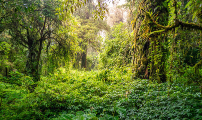 Deep rain forest mountain in northern part of Thailand, Chiang Mai.