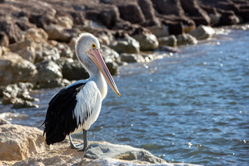 A pelican on the rocks at Emu Bay Kangaroo Island South Australia on May 9th 2021