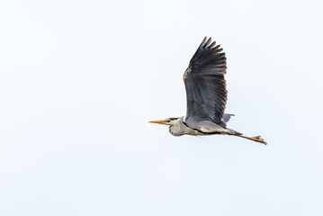 Grey Heron Flying in a Cloudy Sky