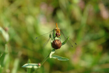 A close up of Pantala flavescens dragonfly (globe skimmer, globe wanderer or wandering glider) on the bud of brown knapweed (Centaurea jacea)