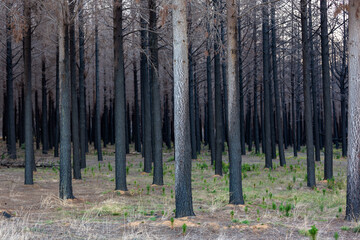 A burnt forest with new sprouts shooting on Kangaroo Island South Australia on 9th May 2021