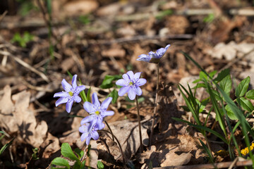 forest plants in the spring