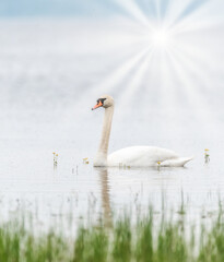 Swan Swimming on a Still Lake with Reflection