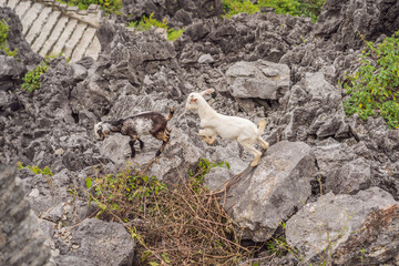 Top pagoda of Hang Mua temple, rice fields, Ninh Binh, Vietnam. Vietnam reopens borders after quarantine Coronovirus COVID 19