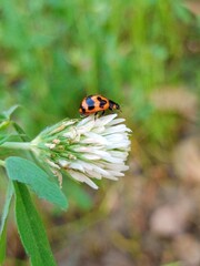 ladybird on a leaf
